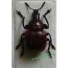 Attelabus nitens (Scopoli, 1763) Podryj dębowiec